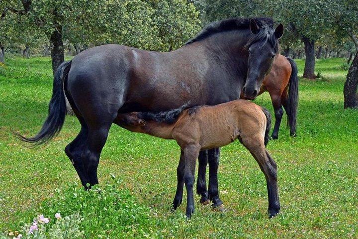 Visita Entre Toros y Caballos