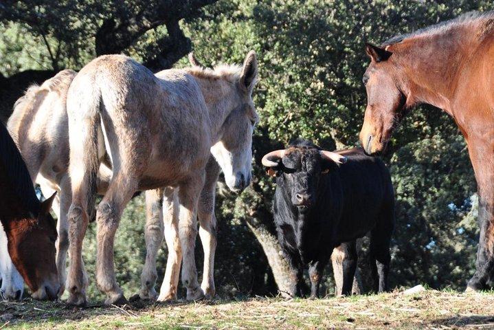 Visita Entre Toros y Caballos