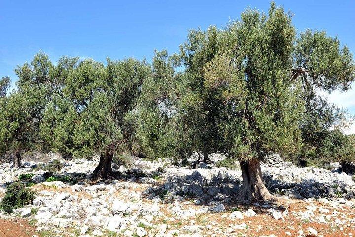 Privétour: Pag Eiland Dagtrip vanuit Zadar