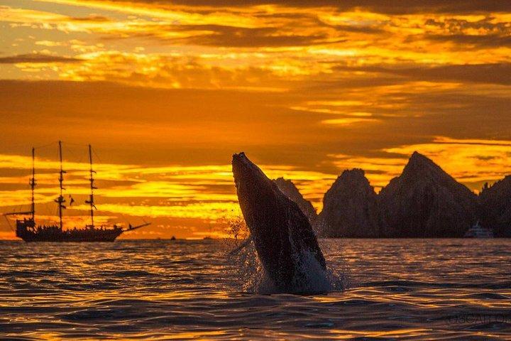 Baleia Concerto