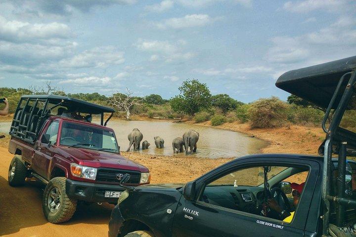 Privat dagstur: Yala National Park Safari Tour från Galle & Weligama