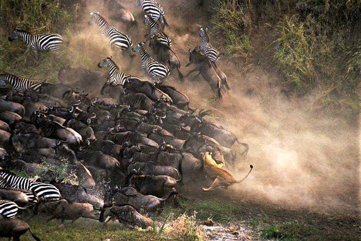4 Días 3 Noches - Cráter Ngorongoro y Serengeti