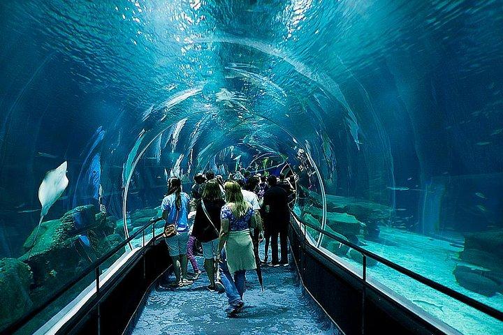 AquaRio Small Group Tour Guidato con ingresso e trasferimento