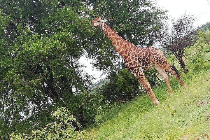 Cradle of Human Kind & Lion & Rhino Park Tour Volledige dagtour privé