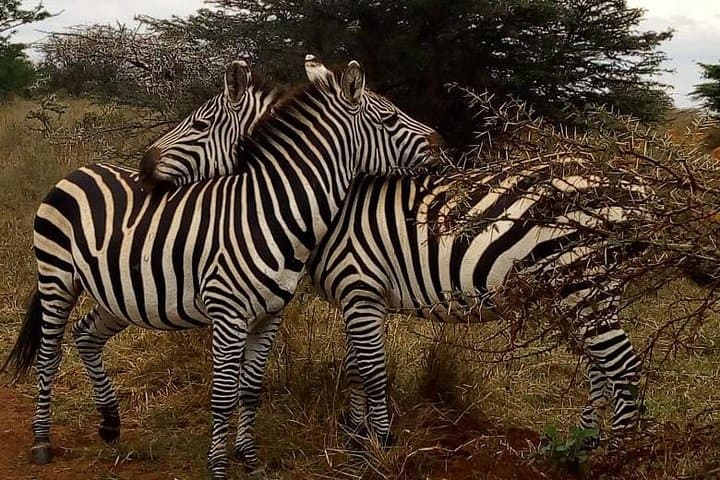 Nairobi National Park Safari – Big 4 Adventure Just Minutes Away