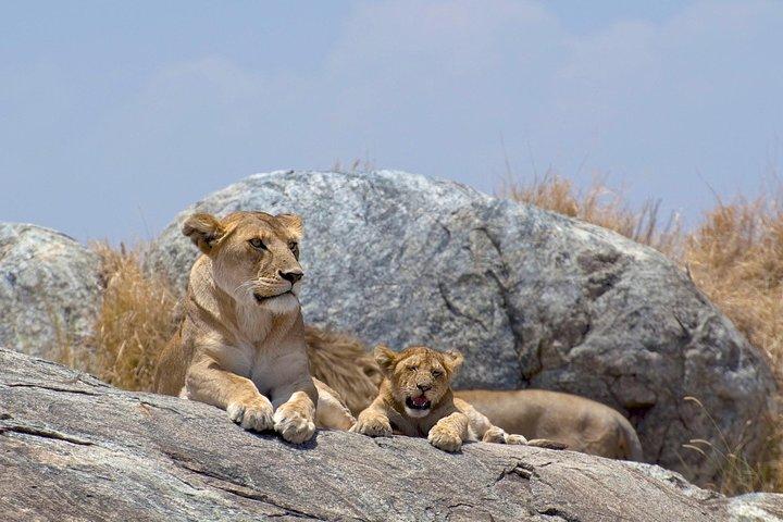 12 jours Safari Kenya & Tanzanie Safari privé Lodge au départ de Nairobi