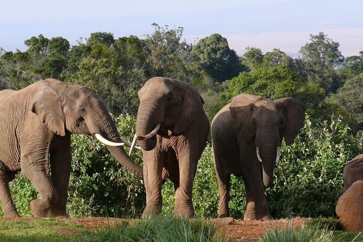 Overnight Safari To Aberdare National Park From Nairobi