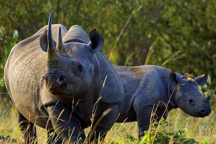 Overnight Safari To Aberdare National Park From Nairobi
