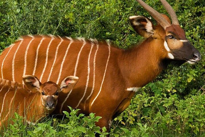 Overnight Safari To Aberdare National Park From Nairobi