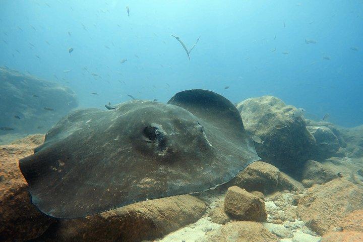 Immersioni subacquee per subacquei certificati a Costa Adeje
