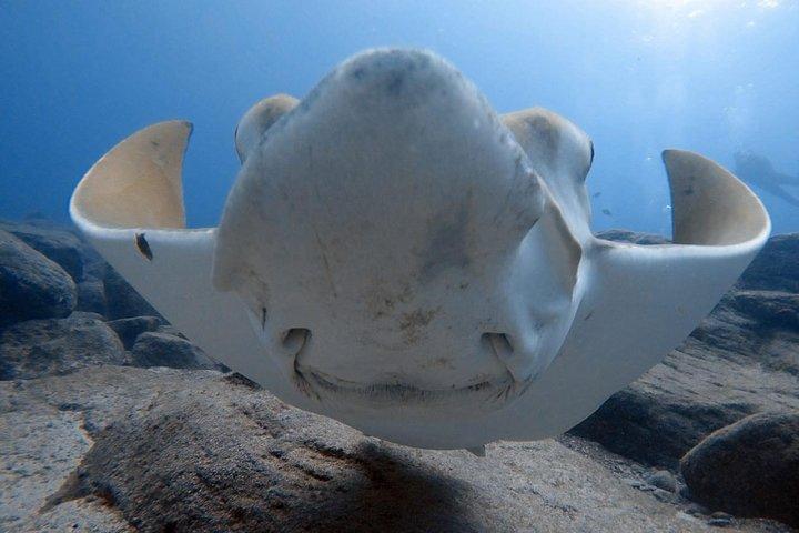 Immersioni subacquee per subacquei certificati a Costa Adeje