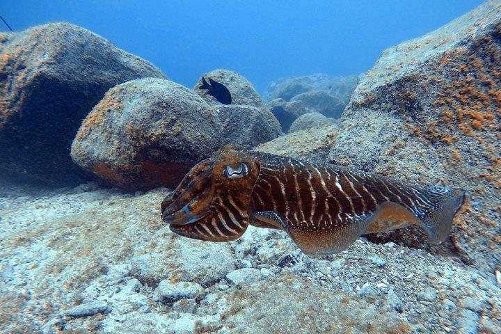 テネリフェ：自然のウミガメの生息地での初ダイビング