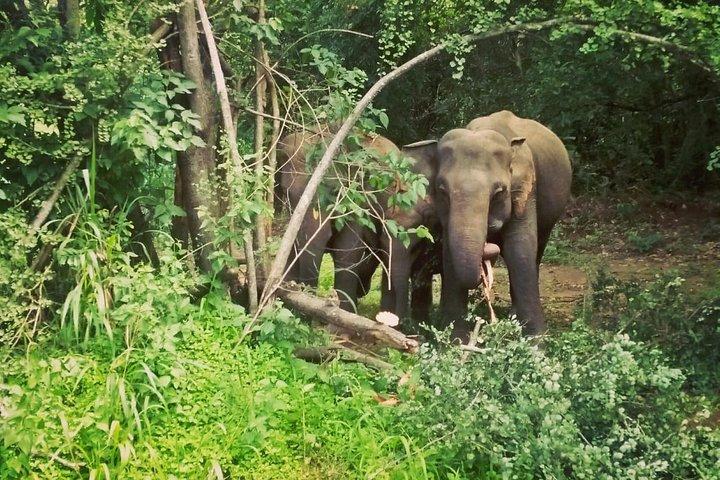 Visite privée de Dambulla Sigiriya au départ de Kandy avec déjeuner