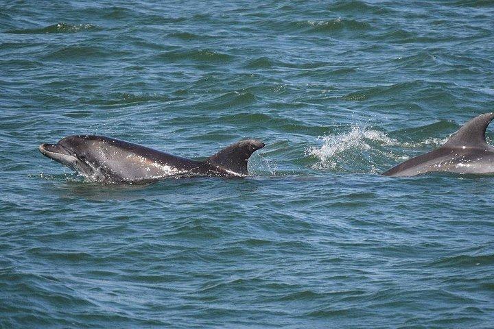Tour turístico de snorkel y delfines a bordo del Footloose