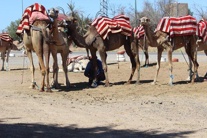 Kameltur i Palmeraie i Marrakech