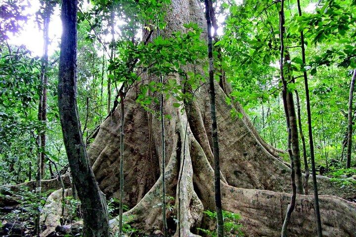 Cuc Phuong National Park - Ninh Binh
