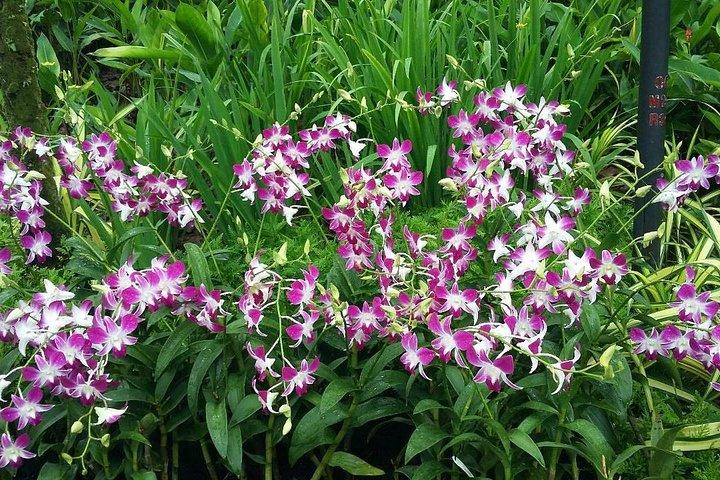 Singapore: National Orchid Garden Entrébiljett