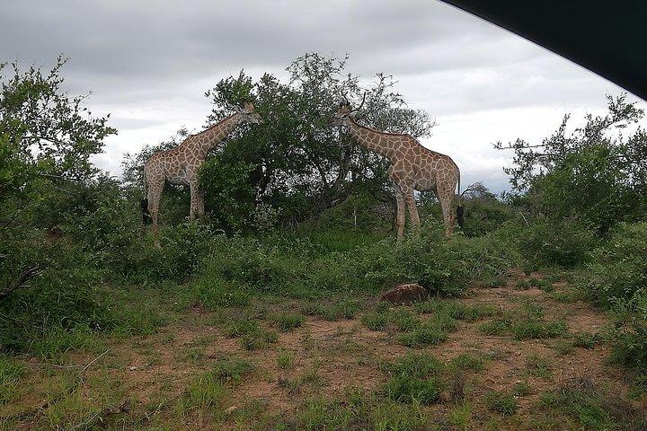 Kruger National Park 2 Days 1 Night Magical Safari from Johannesburg Private