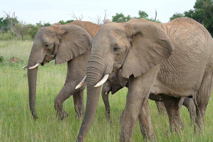 3-Day Masai Mara Safari