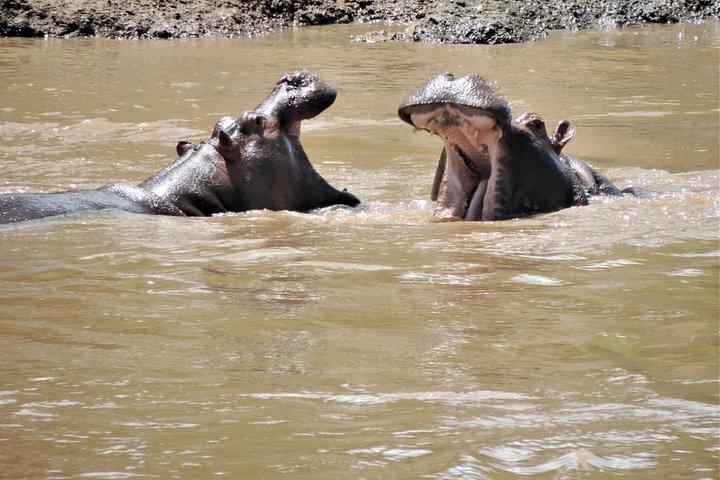 サファリ8日間アンボセリ、大地溝帯湖＆マサイマラ