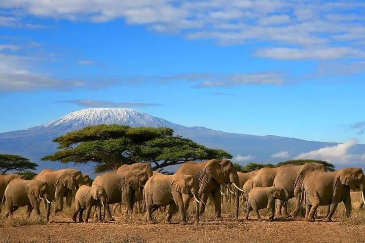 2 Days Amboseli Wildlife Safari kenya