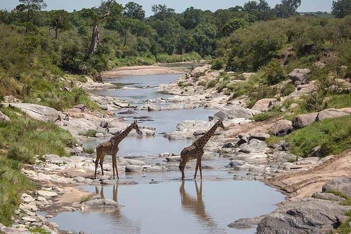 3 Days Masai Mara Private Safari at Sopa Lodge from Nairobi
