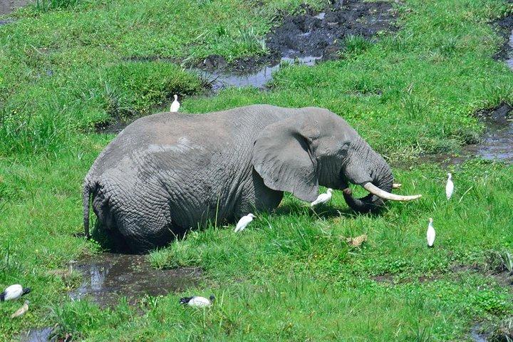 2 Tage 1 Nacht Amboseli Nationalpark mit Masai-Dorf-Tour
