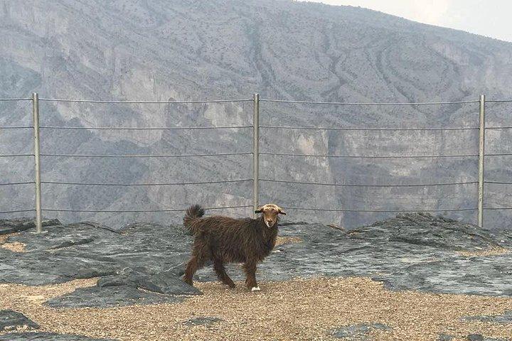 ニズワとジャバル シャムスへの日帰り旅行 オマーンのグランド キャニオンの料金 5 名まで