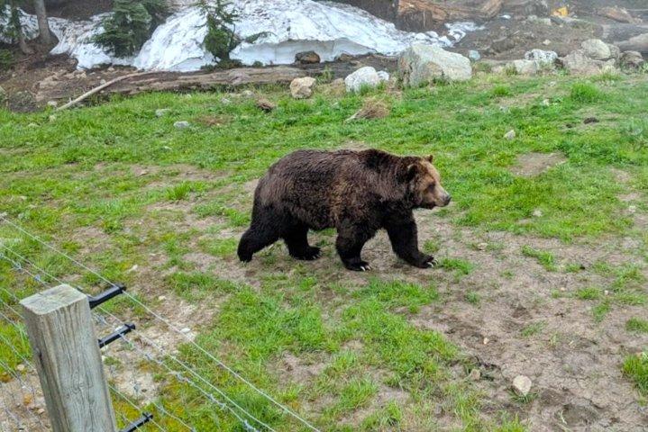 バンクーバーからのウィスラー観光ツアー：ホースシューベイとシャノンフォールズをご覧ください