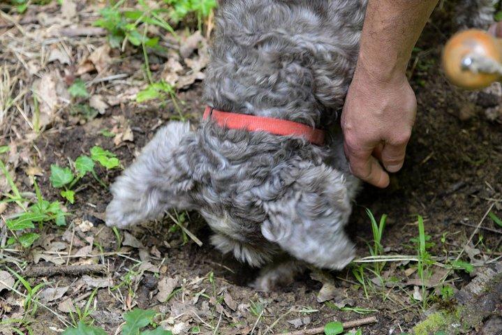 Privé Truffeljacht in Chianti vanuit Florence