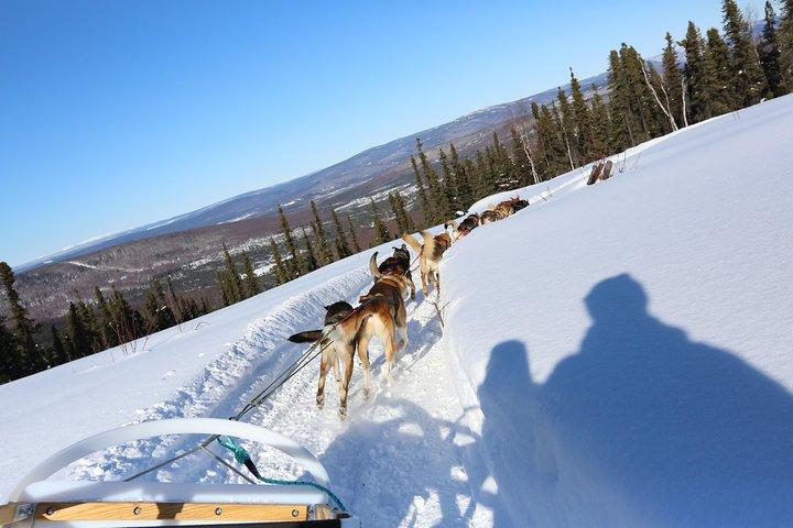 1-hour Winter Dog Sledding in Fairbanks