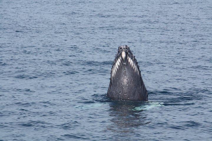Whale Encounter Puerto Vallarta