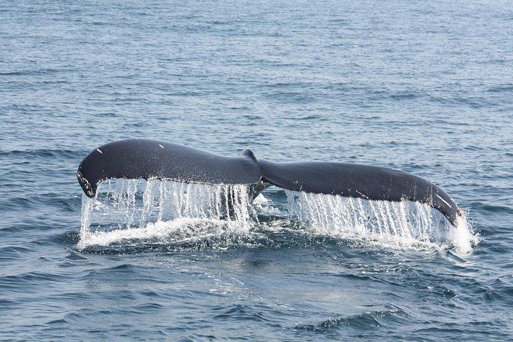 Whale Encounter Puerto Vallarta