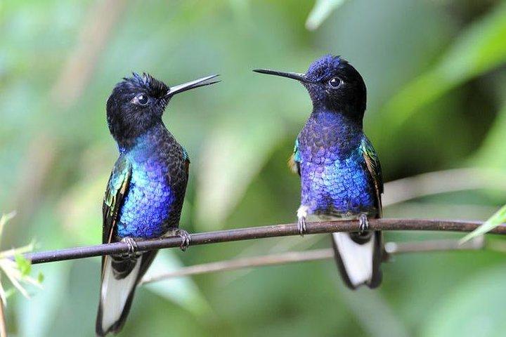 Mindo Cloud Forest Private Tagestour und Schokoladenfabrik