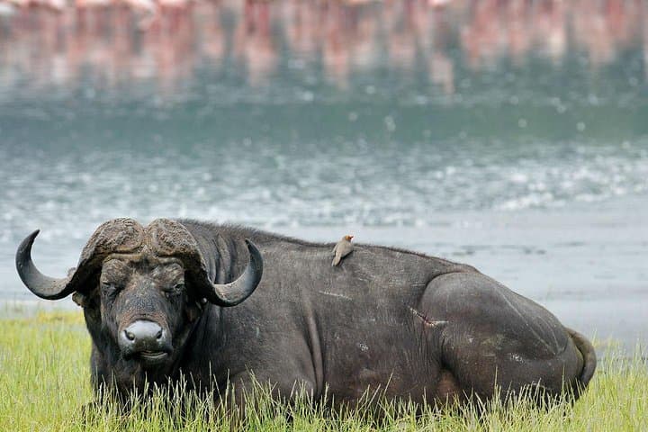 Day trip to lake Nakuru national park