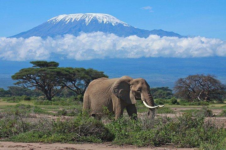 Excursion d'une journée au parc national d'Amboseli