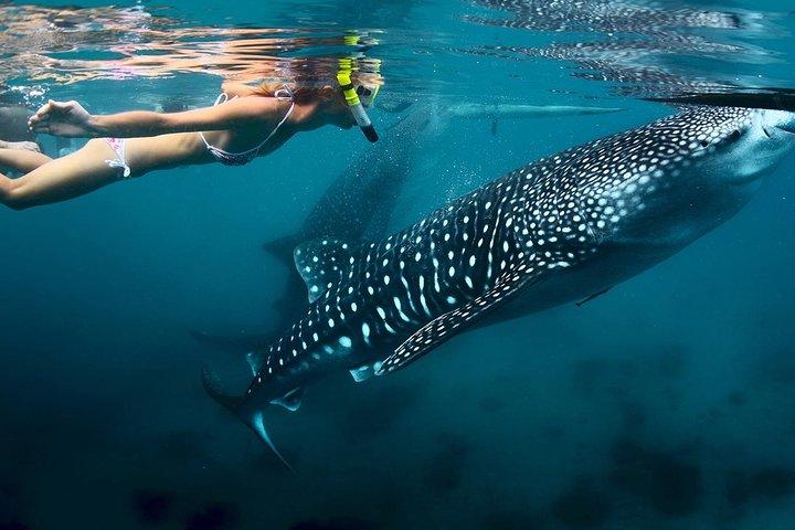 Oslob walvishaai spotten & tour in Cebu