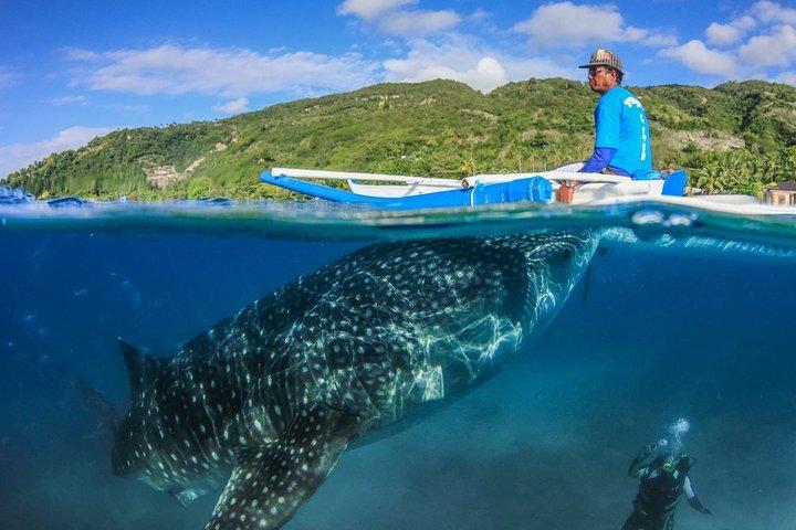 Oslob Whaleshark Watching & Tour à Cebu