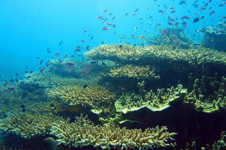 Oslob Whaleshark Watching Tour med Kawasan (Badian) Canyoneering i Cebu
