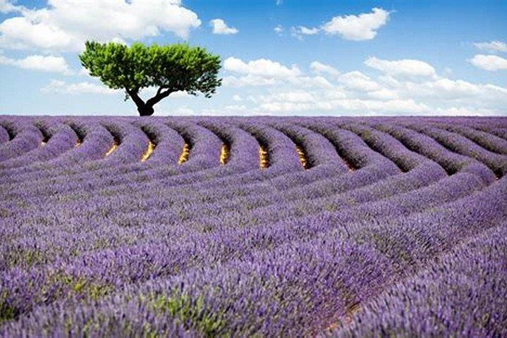 Nizza: tour delle Gole del Verdon e dei campi di lavanda