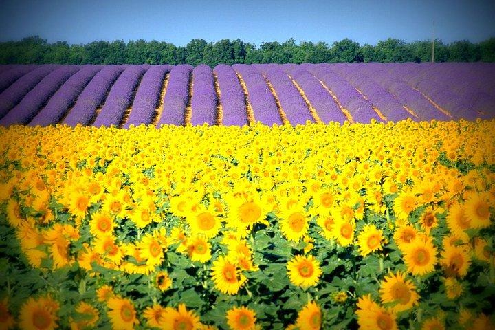 Nizza: tour delle Gole del Verdon e dei campi di lavanda