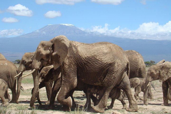 1 - Giorno Amboseli - Mt Kilimanjaro Fly in & Road Safari