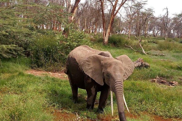 Excursión en grupo de 4 días a Lake Manyara, Serengeti y Ngoro Ngoro