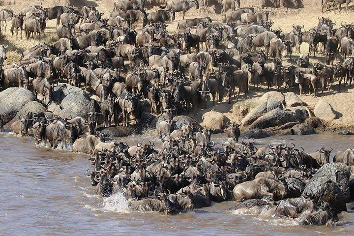 4 Tage Masai Mara - Lake Nakuru National Park Von Nairobi