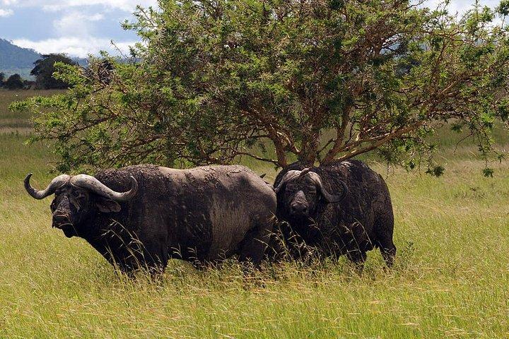 Dagstur till Tarangire National Park från Arusha