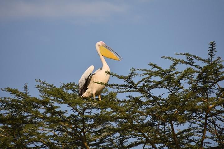 7 dagar: Great Migration Mara River Crossing (Manyara, Ngorongoro And Serengeti)