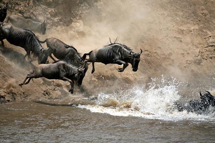 7 dagar: Great Migration Mara River Crossing (Manyara, Ngorongoro And Serengeti)