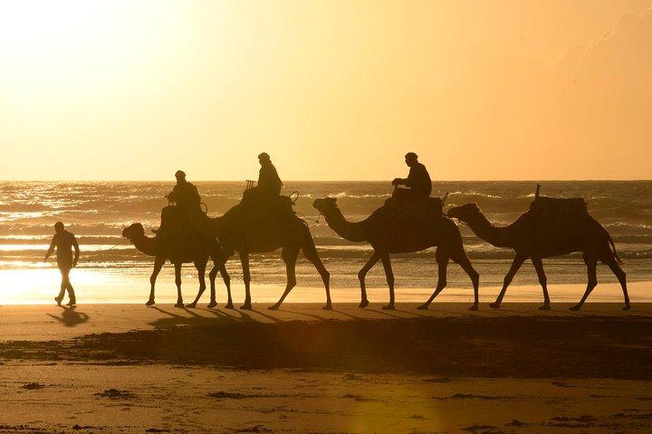 Camel Ride på Essaourias strand