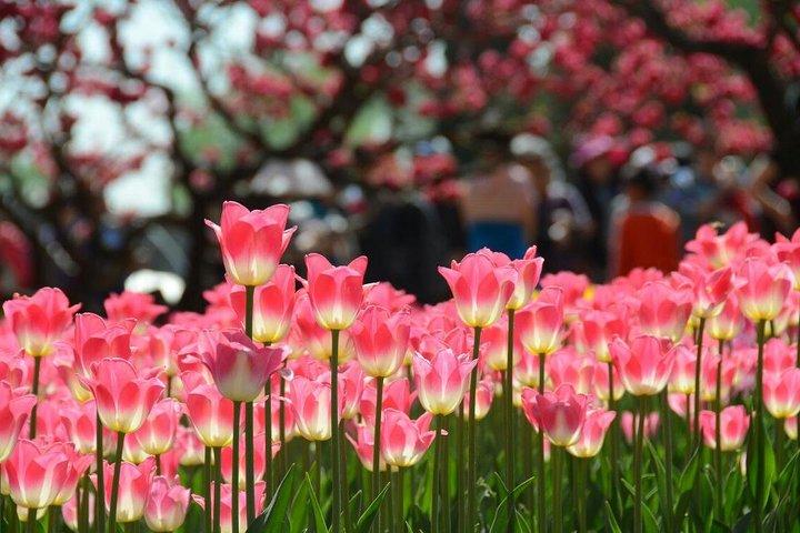 Private Garden Tour: The Summer Palace and Beijing Botanical Garden