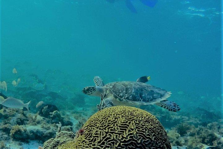 カタマラングループ観光、シュノーケリングツアーイスラムヘーレス